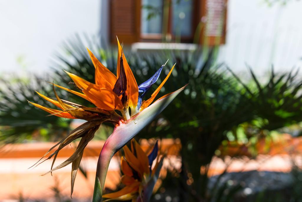 Villa Alma Veli Losinj Exterior photo